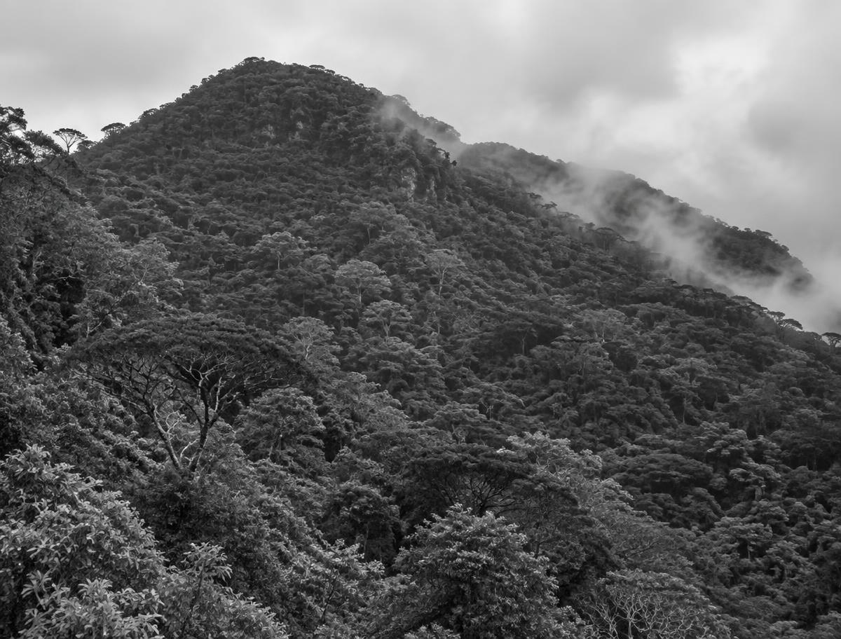 Montaña cubierta de bosque en blanco y negro